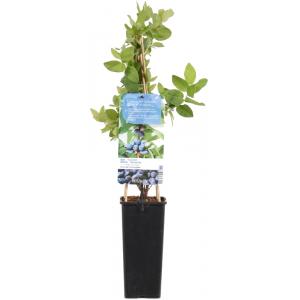 Blauwe honingbes C2 (lonicera caerulea "Kamtschatica") fruitplanten Blauwe honingbes C2 (lonicera caerulea "Kamtschatica") fruitplanten