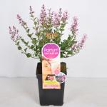 Dwergsering (syringa Bloomerang&reg;"Pink Perfume"Parfume de Nature) 