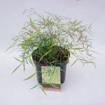 Hemelse bamboe (Nandina domestica &ldquo;Mystic Wind&rdquo;) heester