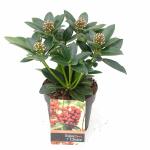 Skimmia (Skimmia Japonica &ldquo;Olympic Flame&rdquo;) heester