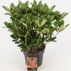 Skimmia (Skimmia Japonica “Olympic Flame”) heester