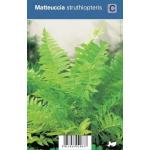 Bekervaren (matteuccia struthiopteris) schaduwplant
