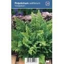 Naaldvaren (polystichum setiferum "Congestum") schaduwplant