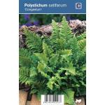 Naaldvaren (polystichum setiferum "Congestum") schaduwplant