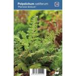 Naaldvaren (polystichum setiferum "Plumoso Densum") schaduwplant