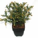 Kruipende taxus (Taxus baccata "Repandens") conifeer