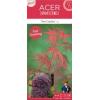 Japanse esdoorn (Acer palmatum "Firecracker") heester