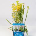 Mix waterplanten in vijvermand