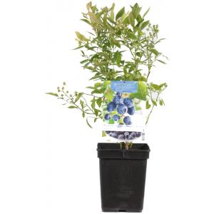 Bosbes (vaccinium corymbosum "Goldtraube") fruitplanten Bosbes (vaccinium corymbosum "Goldtraube") fruitplanten