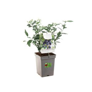 Plantenwinkel.nl Bosbes (vaccinium Corymbosum "Goldtraube") Fruitplanten - In 5 Liter Pot - 1 Stuks