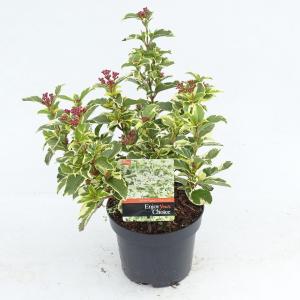 Sneeuwbal (Viburnum tinus “White Egret”) heester