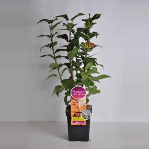 Sering (syringa vulgaris "Beauty of Moscow"Parfum de Nature) Sering (syringa vulgaris "Beauty of Moscow"Parfum de Nature)