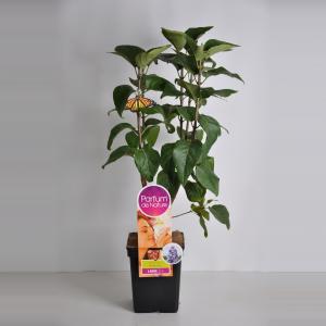 Sering (syringa vulgaris "Nadezhda"Parfum de Nature) Sering (syringa vulgaris "Nadezhda"Parfum de Nature)