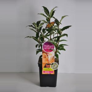 Sering (syringa villosae "Agnes Smith"Parfum de Nature) Sering (syringa villosae "Agnes Smith"Parfum de Nature)