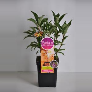 Sering (syringa villosae "Royalty"Parfum de Nature) Sering (syringa villosae "Royalty"Parfum de Nature)