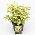 Druifheide (Leucothoe fontanesiana &ldquo;Makijaz&rdquo; PBR) heester