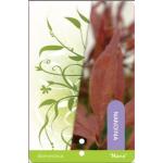 Hemelse bamboe (Nandina domestica &ldquo;Nana&rdquo;) heester