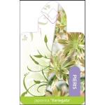 Rotsheide (Pieris Japonica &ldquo;Variegata&rdquo;) heester