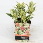 Skimmia (Skimmia Japonica &ldquo;Magic Marlot&rdquo;&reg;) heester