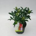 Skimmia (Skimmia Japonica &ldquo;Red Riding Hood&rdquo;) heester