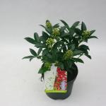 Skimmia (Skimmia Japonica &ldquo;Red Riding Hood&rdquo;) heester