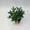 Skimmia (Skimmia Japonica &ldquo;Red Riding Hood&rdquo;) heester