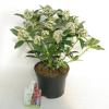 Skimmia (Skimmia Japonica &ldquo;Red Riding Hood&rdquo;) heester