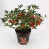 Skimmia (Skimmia Japonica &ldquo;Red Riding Hood&rdquo;) heester