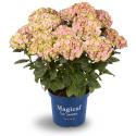 Hydrangea Macrophylla "Magical Coral Pink"® boerenhortensia