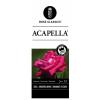 Grootbloemige roos (rosa "Acapella"®)