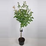 Heesterroos op stam (rosa "Schneewittchen"&reg;)