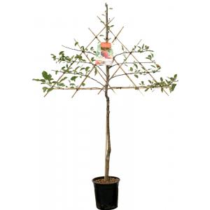 Appelboom Elstar leivorm (Malus Domestica "Elstar") fruitbomen Appelboom Elstar leivorm (Malus Domestica "Elstar") fruitbomen