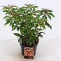 Rotsheide (Pieris Japonica &ldquo;Katsura&rdquo;&reg;) heester