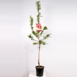 Sierappel (Malus "Red Sentinel")