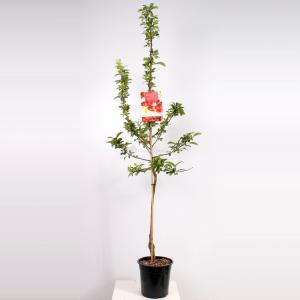 Sierappel (Malus "Red Sentinel")