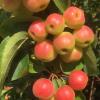 Sierappel (Malus "Red Sentinel")