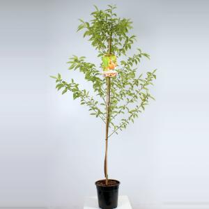 Perzik (Prunus Persica "Peregrine") fruitbomen Perzik (Prunus Persica "Peregrine") fruitbomen