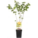 Hazelaar (corylus avellana “Cosford”) notenboom