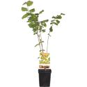 Hazelaar (corylus avellana "Halle'sche Riesen") notenboom