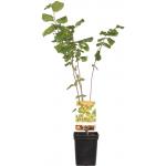 Hazelaar (corylus avellana "Halle'sche Riesen") notenboom