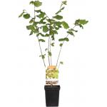 Hazelaar (corylus avellana “Webb's Prize Cob”) notenboom