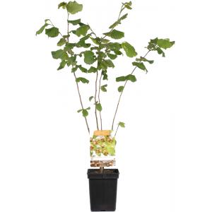 Hazelaar (corylus avellana “Webb's Prize Cob”) notenboom Hazelaar (corylus avellana “Webb's Prize Cob”) notenboom