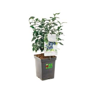 Plantenwinkel.nl Bosbes (vaccinium Corymbosum "Bluecrop") Fruitplanten - In 5 Liter Pot - 1 Stuks