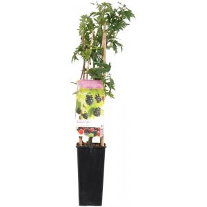 Braam (rubus fruticosus "Thornless Evergreen") fruitplanten Braam (rubus fruticosus "Thornless Evergreen") fruitplanten