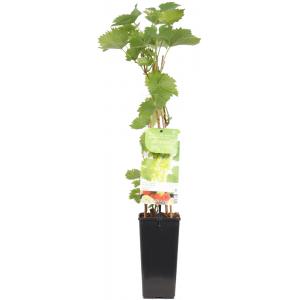 Witte druif (vitis vinifera "Phoenix") fruitplanten Witte druif (vitis vinifera "Phoenix") fruitplanten