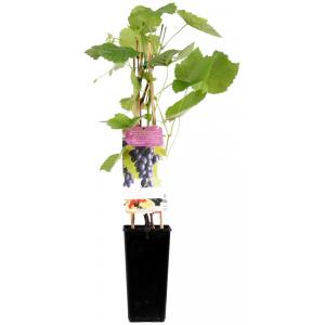 Blauwe druif (vitis vinifera "Glenora") fruitplanten Blauwe druif (vitis vinifera "Glenora") fruitplanten