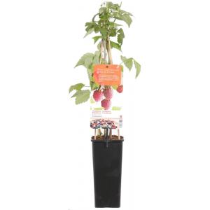 Zomerframboos (rubus idaeus "Schonemann") fruitplanten Zomerframboos (rubus idaeus "Schonemann") fruitplanten