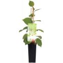 Kiwi (mannelijk) (actinidia deliciosa "Atlas&rdquo;) fruitplanten