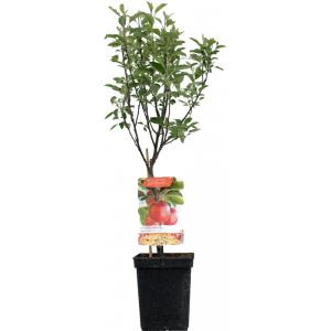 Appelboom (Malus Domestica "Braeburn") fruitbomen Appelboom (Malus Domestica "Braeburn") fruitbomen