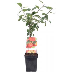 Appelboom Rode Boskoop (malus domestica "Rode Boskoop") fruitbomen Appelboom Rode Boskoop (malus domestica "Rode Boskoop") fruitbomen